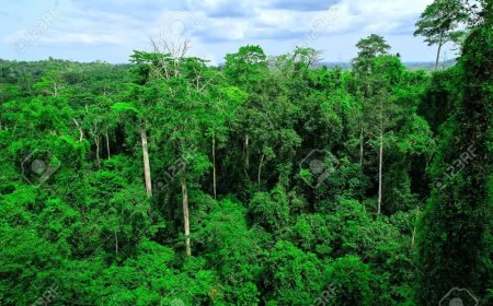GHANA INSTITUTE OF PLANNERS CAUTIONS AGAINST DECLASSIFICATION OF 361.50 ACRES ACHIMOTA FOREST AS A NON - FOREST RESERVE.