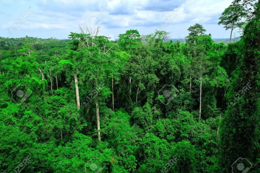 GHANA INSTITUTE OF PLANNERS CAUTIONS AGAINST DECLASSIFICATION OF 361.50 ACRES ACHIMOTA FOREST AS A NON - FOREST RESERVE.