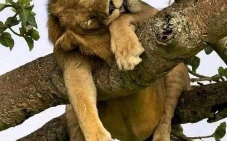 NO MATTER HOW LONG THE GREATEST LION LIVES, IT WILL EVENTUALLY DIE MISERABLY