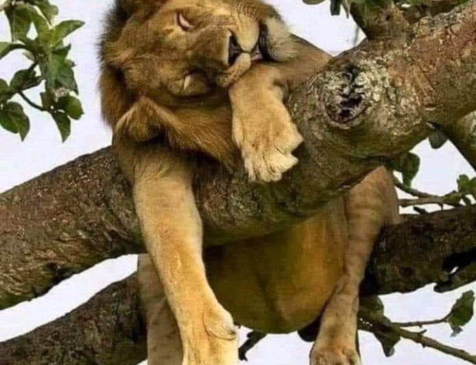NO MATTER HOW LONG THE GREATEST LION LIVES, IT WILL EVENTUALLY DIE MISERABLY