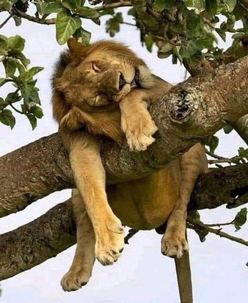 NO MATTER HOW LONG THE GREATEST LION LIVES, IT WILL EVENTUALLY DIE MISERABLY