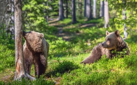 Wildlife Conservation : 2024 Closed Season On Hunting, Bush meat Trading Takes Effect