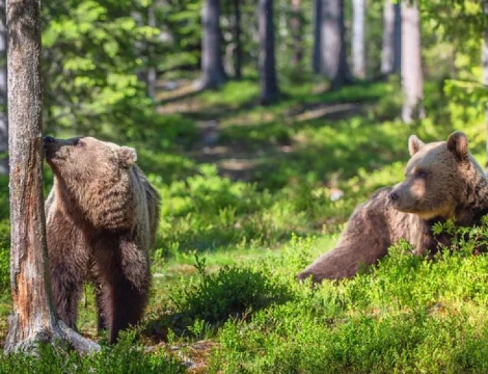 Wildlife Conservation : 2024 Closed Season On Hunting, Bush meat Trading Takes Effect