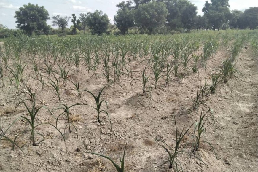 Drought Spell In Ghana's Northern Belt : Crops Wipe Out, Actors Of Agric Value Chain in Distress