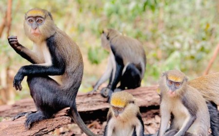 Ghana, A Land Full Of Wonderful Sights And Scenes : Adu Gyamfi Odopa Writes