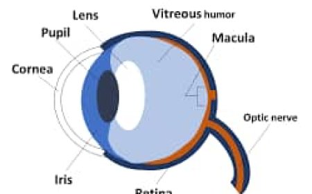 Surge of Mpox in Africa : death toll surpasses 1,000, health professionals solicit support worldwide